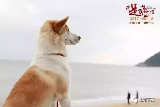 又一部“人狗情未了”大片上映